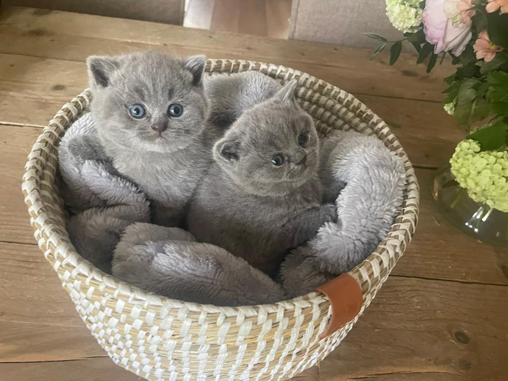 Britse korthaar kittens, Dieren en Toebehoren, Katten en Kittens | Raskatten | Korthaar, Meerdere dieren, Ontwormd, 0 tot 2 jaar
