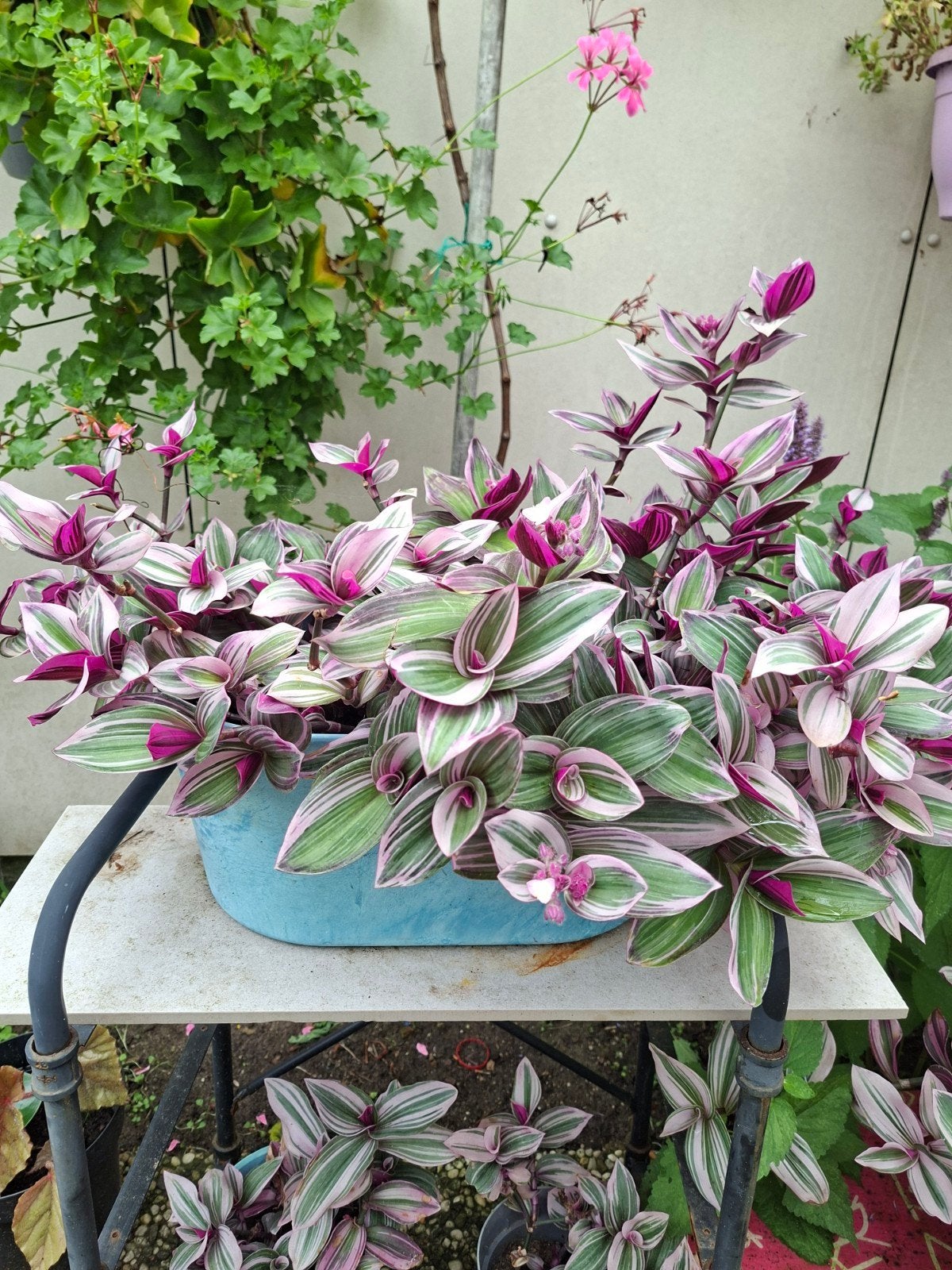 Tradescantia Tricolor - Prachtige hangplant, Tuin en Terras, Vaste plant, Bloeit niet, Halfschaduw, Ophalen