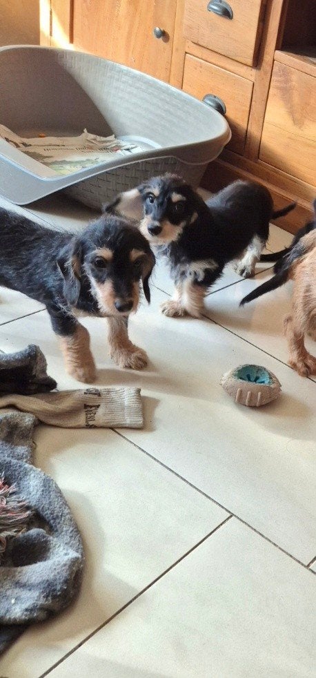kruising ruwhaar dwergteckel puppies, Dieren en Toebehoren, Honden | Teckels en Dashonden, Parvo, 8 tot 15 weken, Dwerg, Meerdere