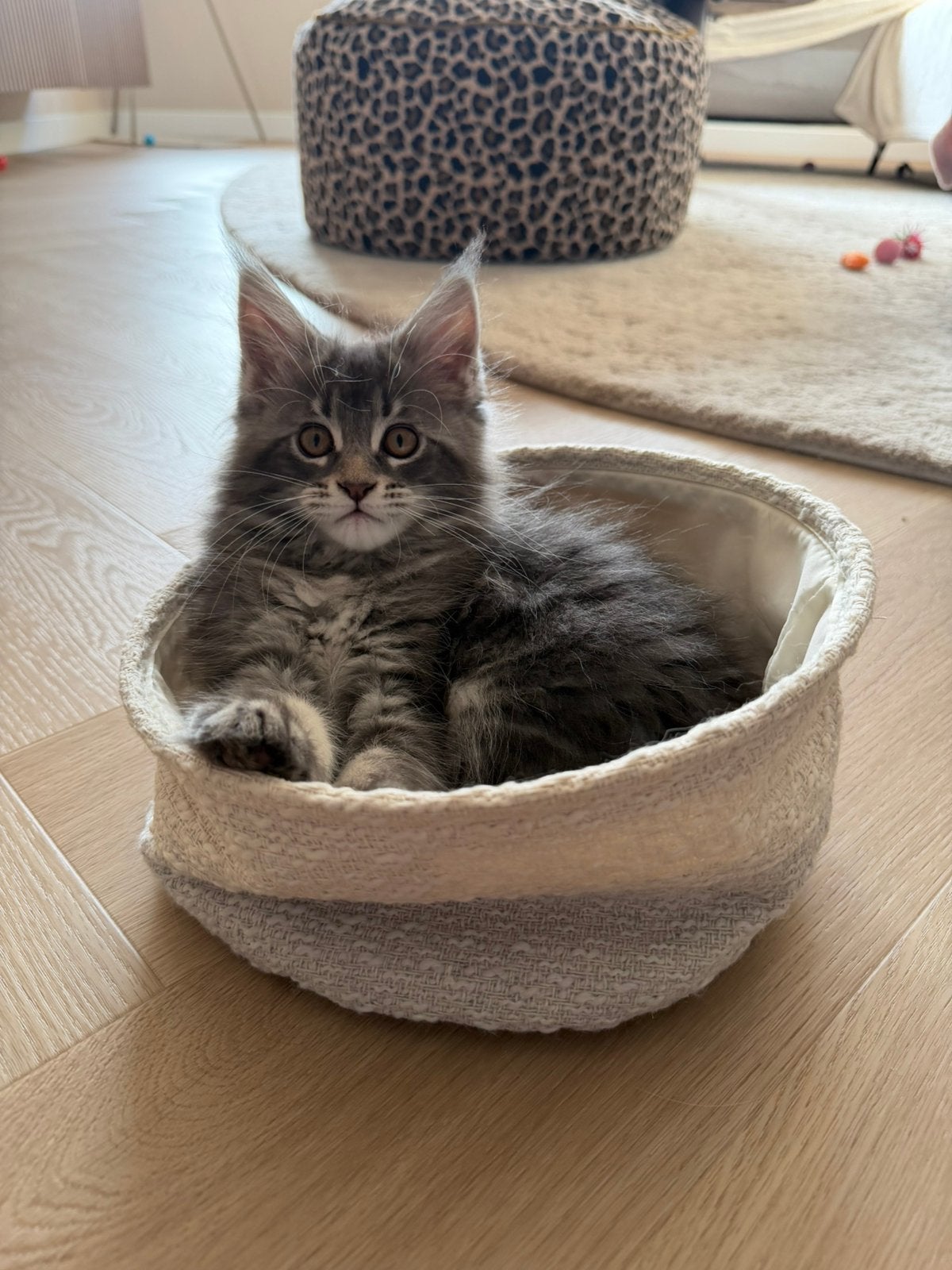 Maine coon kitten met stamboom, Dieren en Toebehoren, Poes, Met stamboom