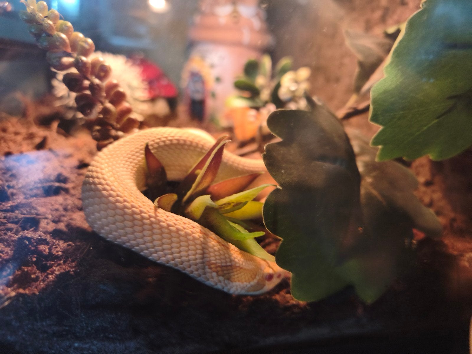 heterodon nasicus haakneusslang Hognose Snake photo 4