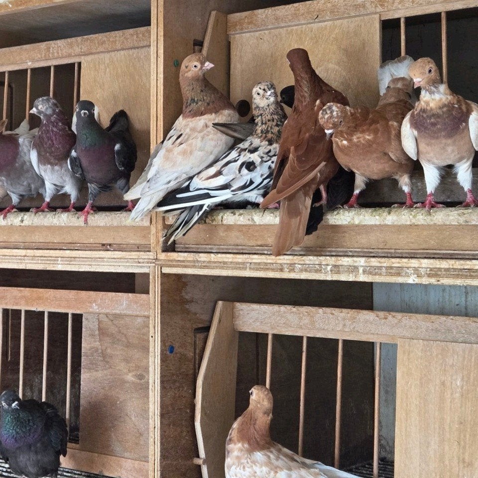 Portugese tuimelaars, Meerdere dieren