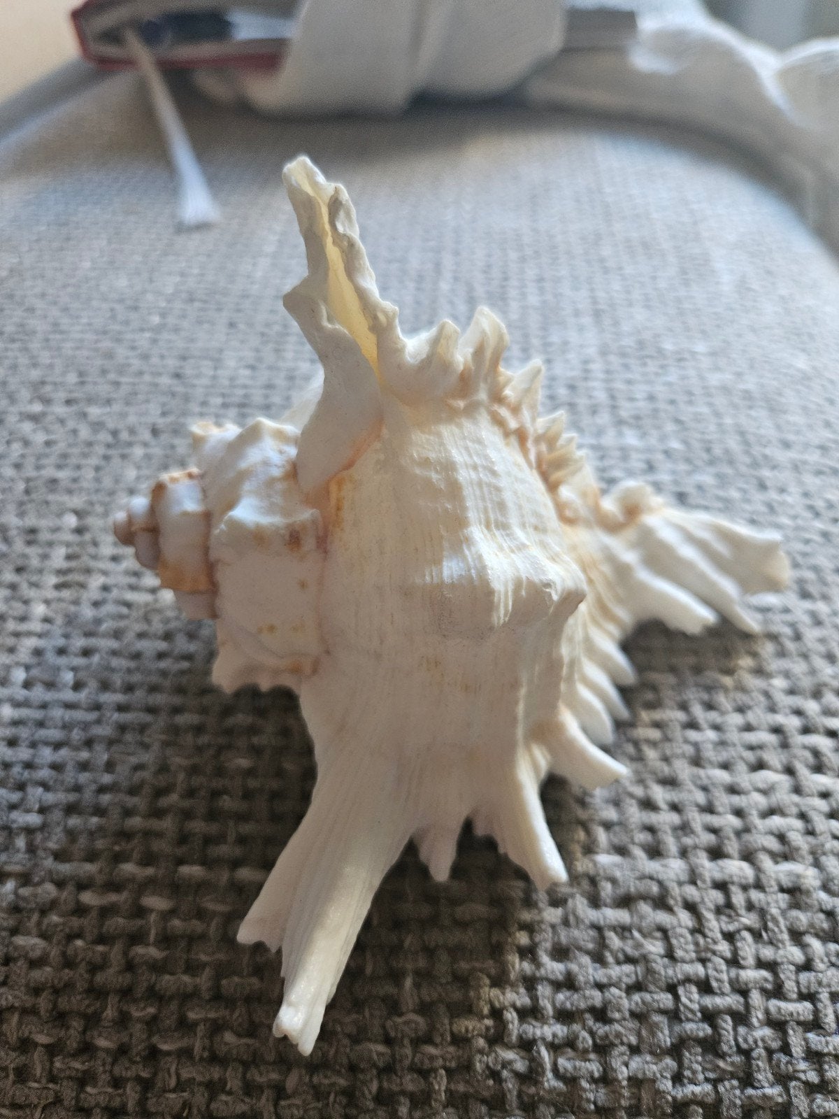 De Chicoreus ramosus zee schelp, Ophalen of Verzenden