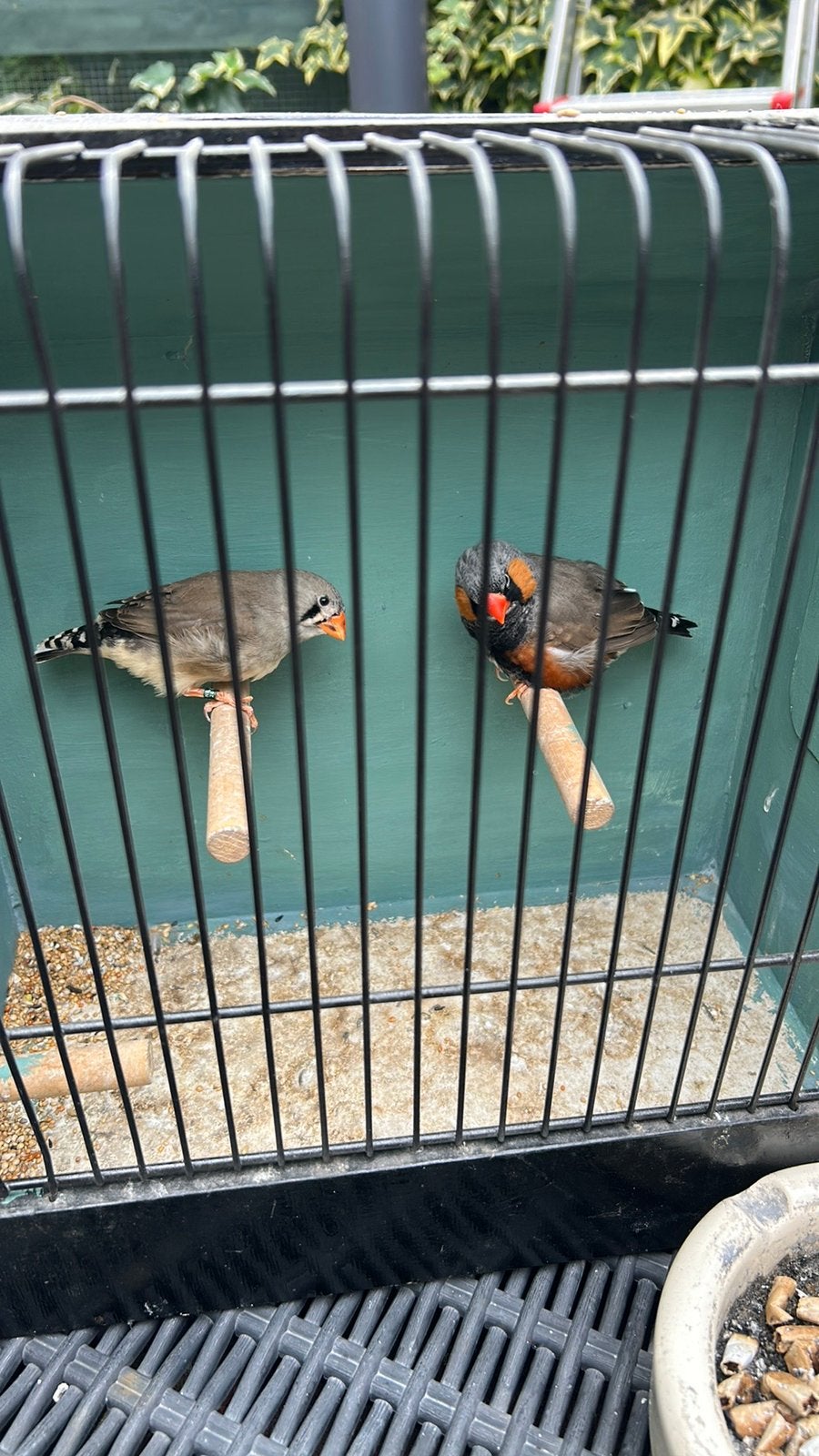 1-1 zebravink, Dieren en Toebehoren, Vogels | Overige Vogels, Meerdere dieren