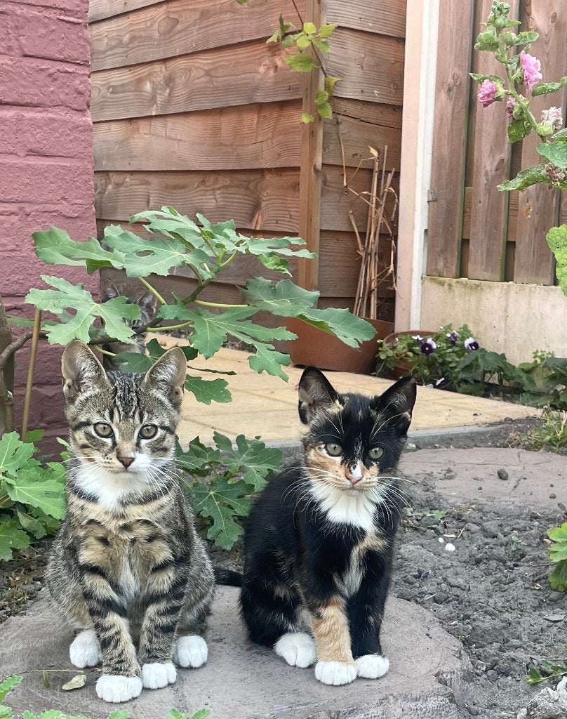 Kittens te koop, Meerdere dieren, 0 tot 2 jaar