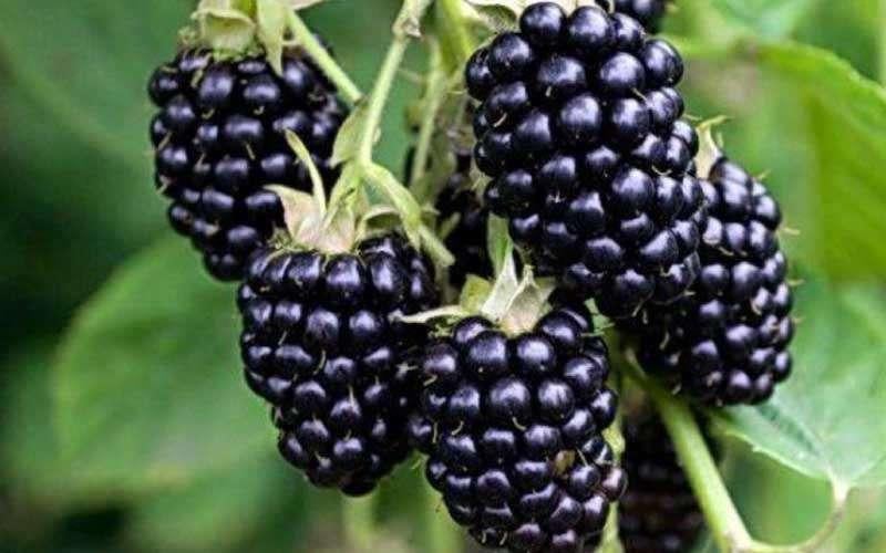 Doornloze Braam stek uit eigen tuin, Tuin en Terras, Planten | Tuinplanten, Ophalen, Volle zon, Vaste plant, Fruitplanten