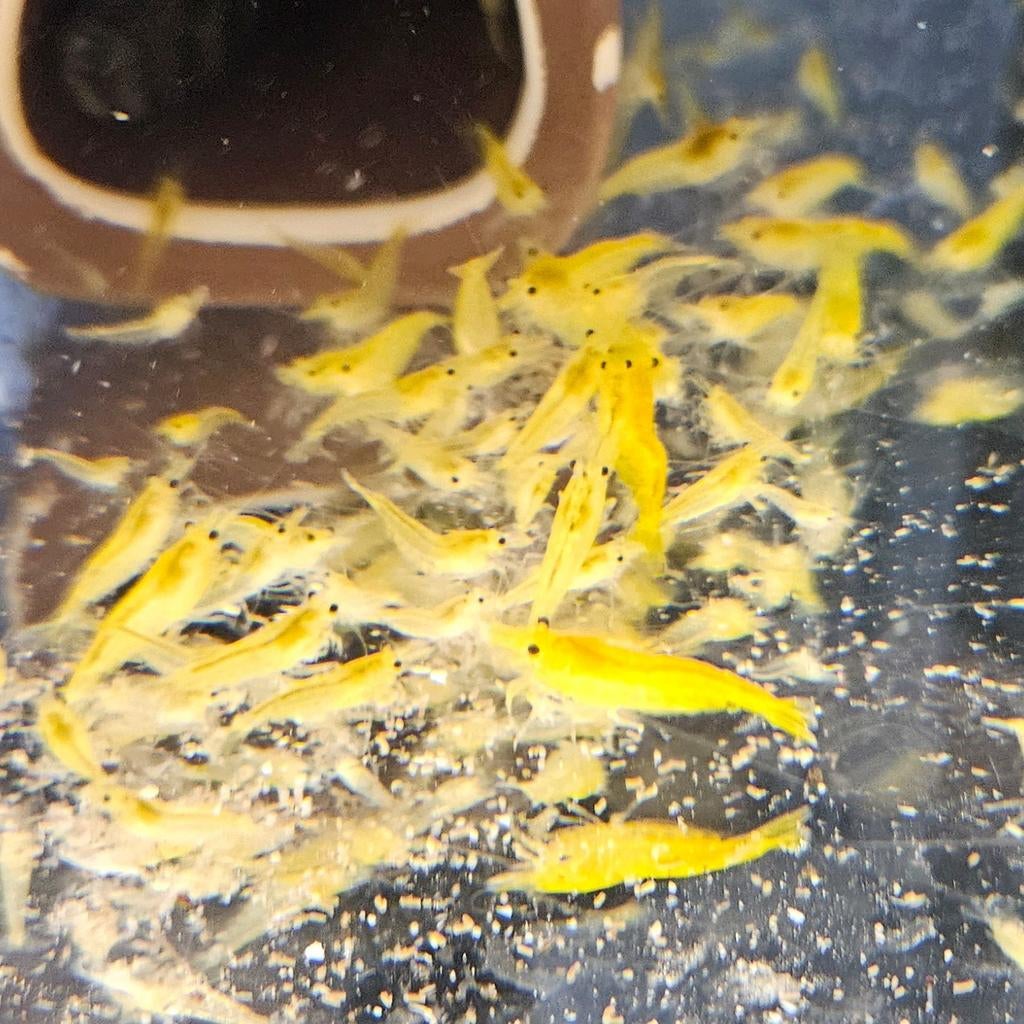 Yellow Fire Neocaridina garnalen, Dieren en Toebehoren, Kreeft, Krab of Garnaal, Zoetwatervis
