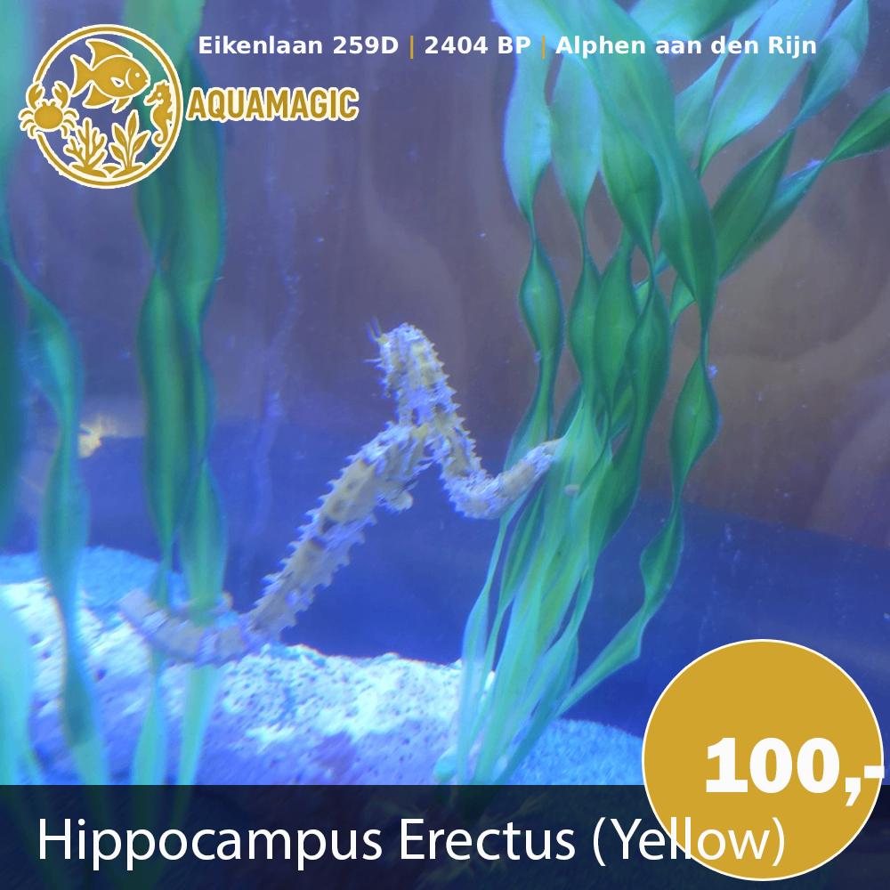 hippocampus erectus yellow, Dieren en Toebehoren, Vis, Zoutwatervis