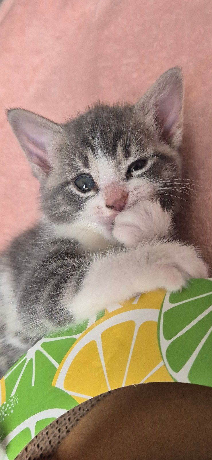 Kittens, Ontwormd