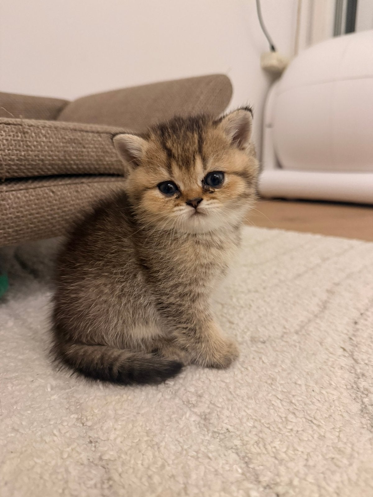 britse korthaar, Kater, Kortharig, 0 tot 2 jaar