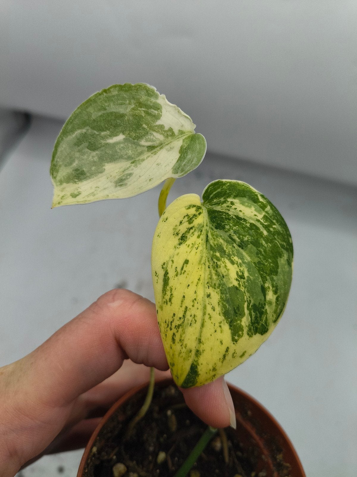 Scindapsus Pictus Mangurai Variegata plant, Huis en Inrichting, Ophalen of Verzenden, Halfschaduw, Minder dan 100 cm