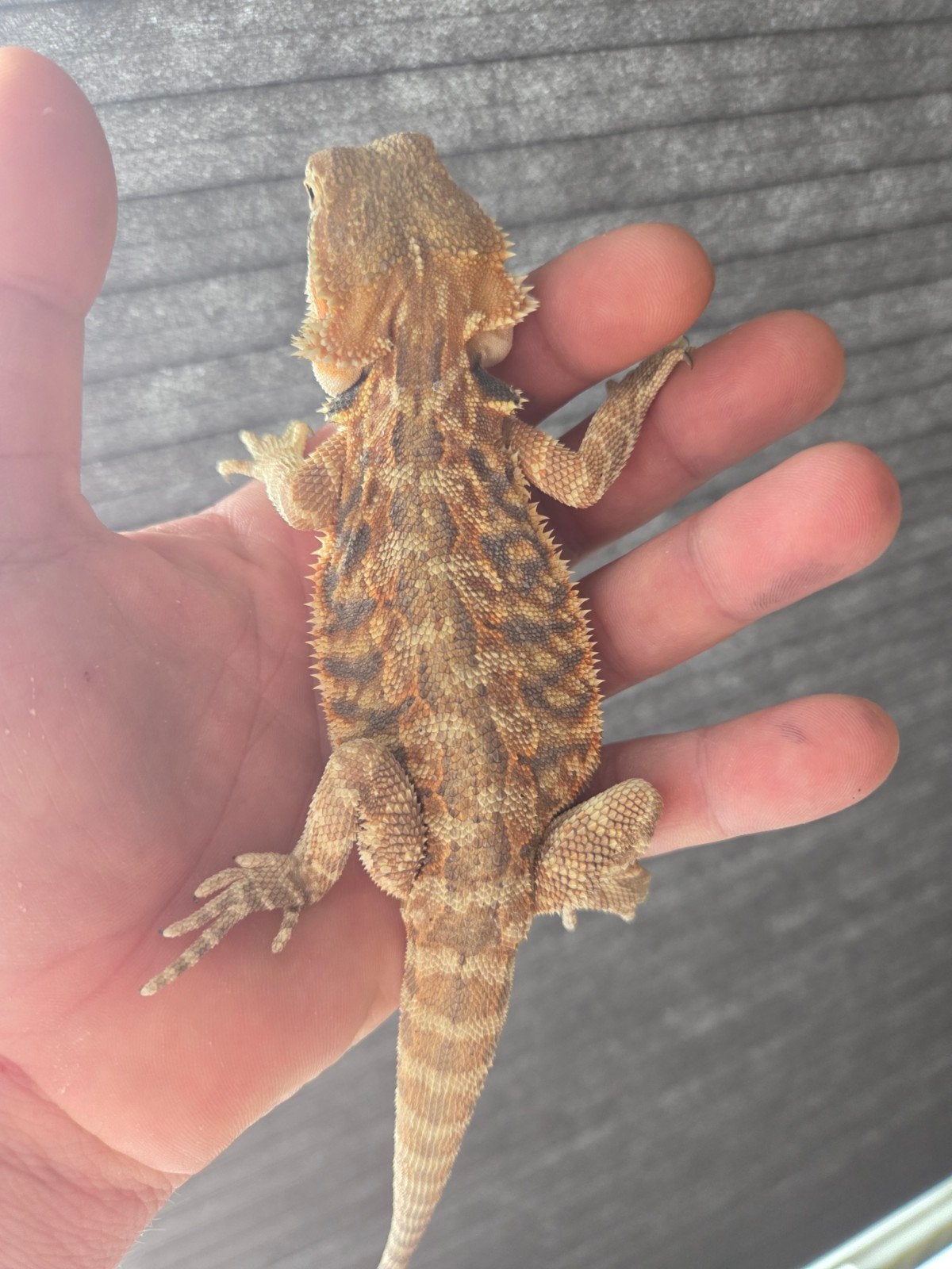 Baardagaam Pogona Vitticeps Red Orange Tiger Bearded Dragon - male for sale from r.greven1983