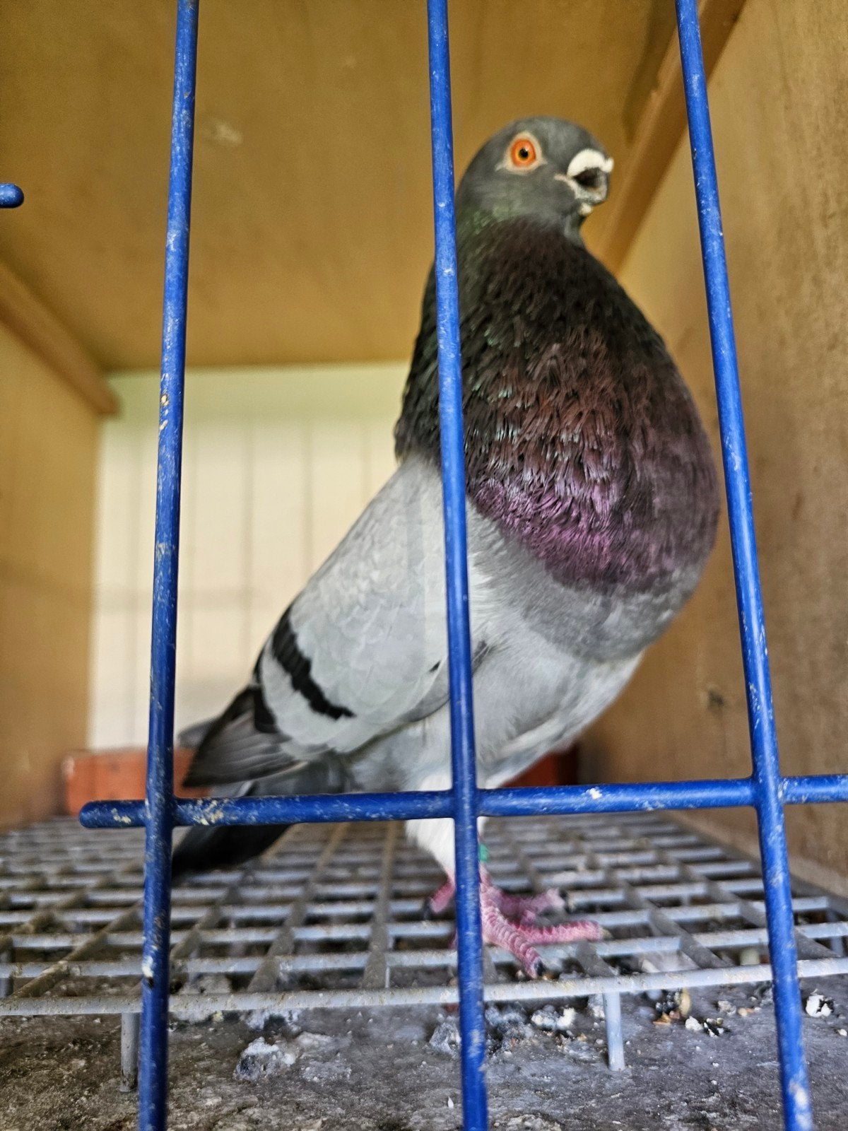 Koppel canario kroppers, Meerdere dieren, Kropper