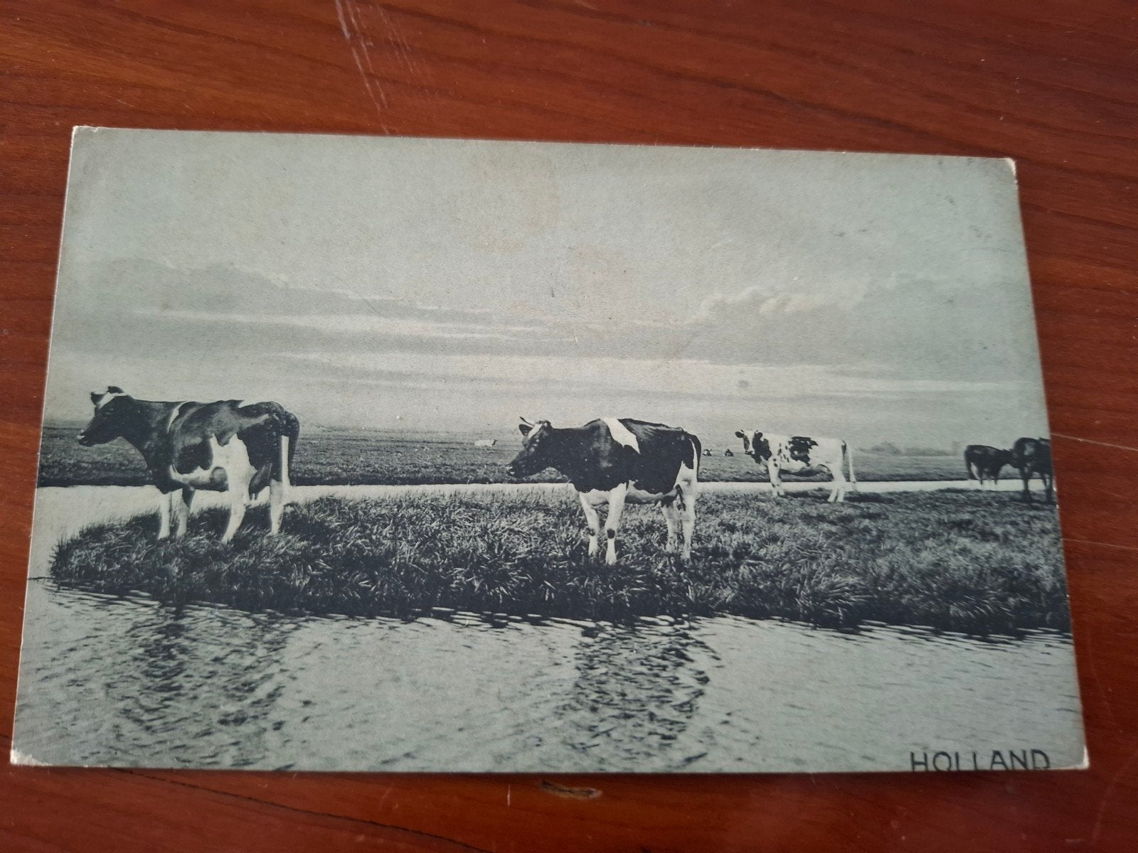 Oude Ansichtkaart Holland Koeien in de Wei ca. 1900, Ophalen of Verzenden, Voor 1920, Ongelopen