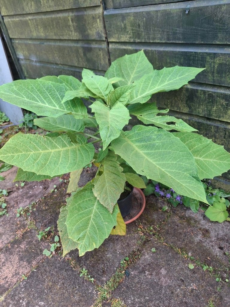 Brugmansia of Engelentrompet, Vaste plant, Halfschaduw, Herfst, Ophalen