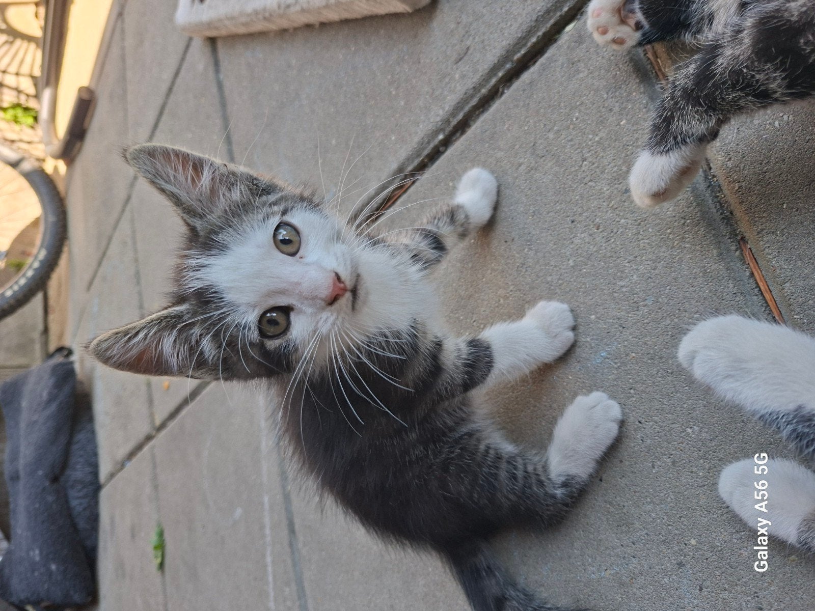 Schattige kittens zoeken een nieuw thuis. Ze zijn 12 weken o, Kater, Ontwormd