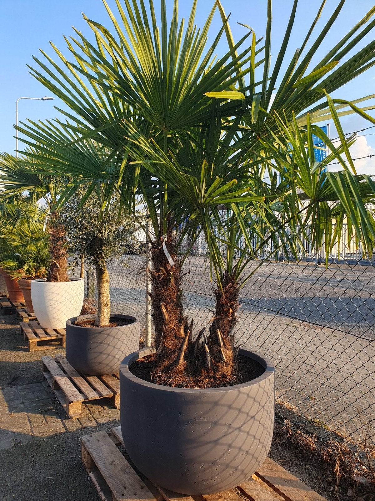 Dubbelstam palm in deco pot, Bloeit niet, 100 tot 250 cm, Palmboom, Ophalen