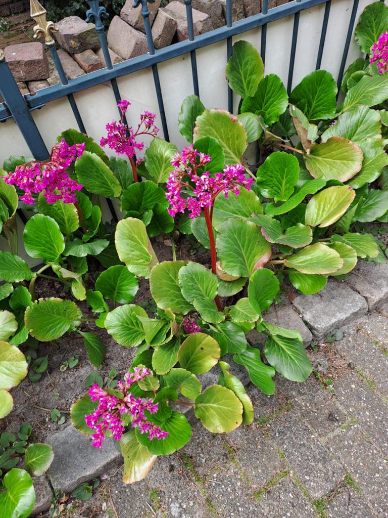 Schoenlappersplant (Bergenia) - Wintergroene Bodembedekker, Ophalen, Bodembedekkers, Volle zon, Vaste plant