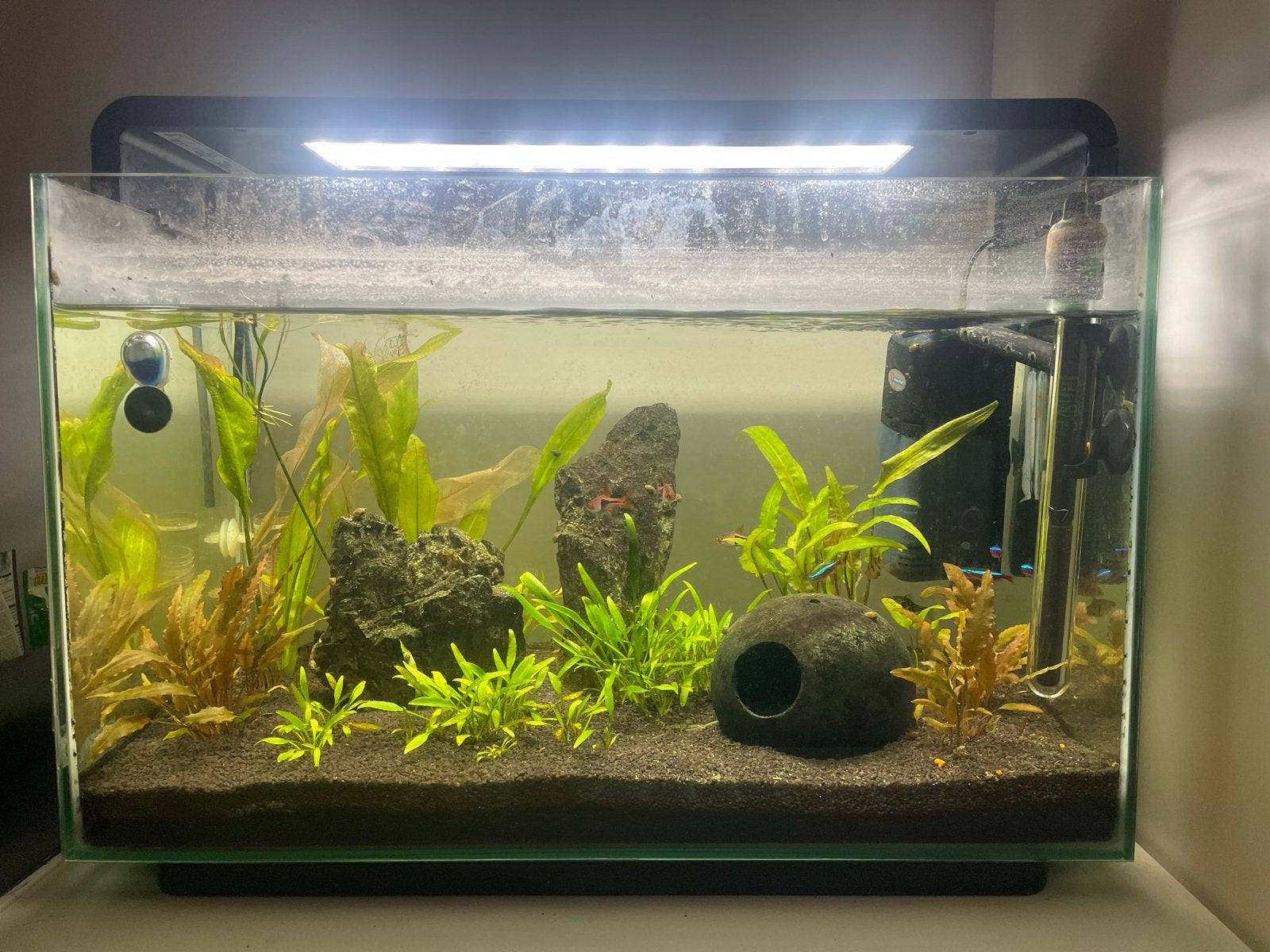 Super fish home aquarium, Dieren en Toebehoren, Vis, Zoetwatervis, Schoolvis