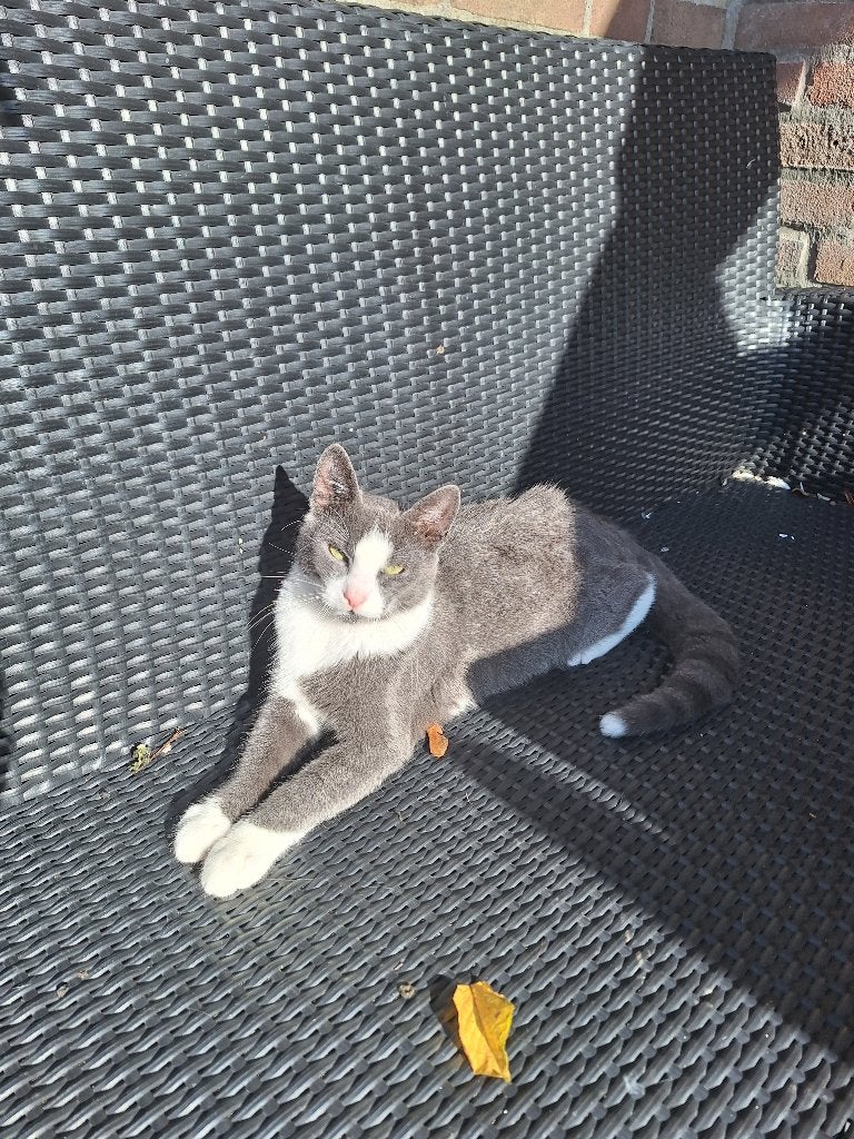 Kater, Dieren en Toebehoren, Kater, Kortharig, 0 tot 2 jaar