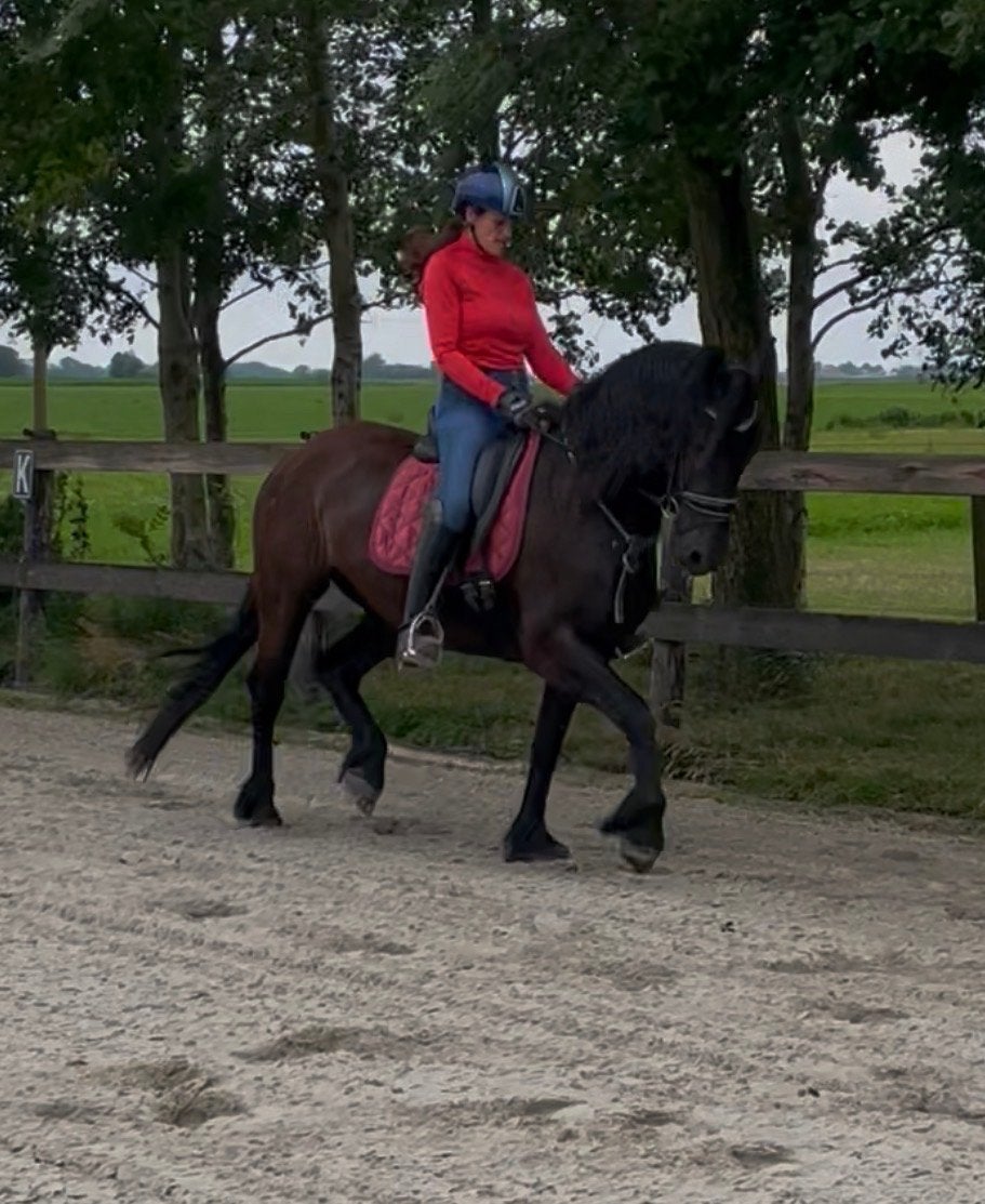 Leuk friese merrie Fonger 478 x Hessel 480, Dieren en Toebehoren, Merrie, Dressuurpaard, 3 tot 6 jaar