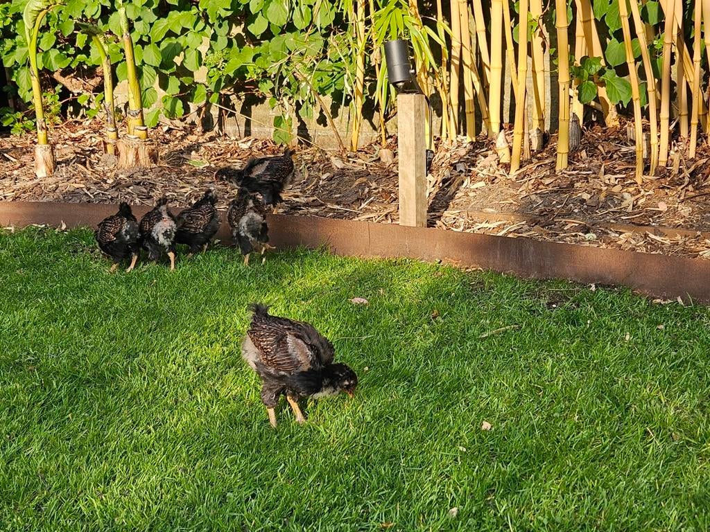 Barnevelder groot, Dieren en Toebehoren, Pluimvee, Mannelijk, Kip
