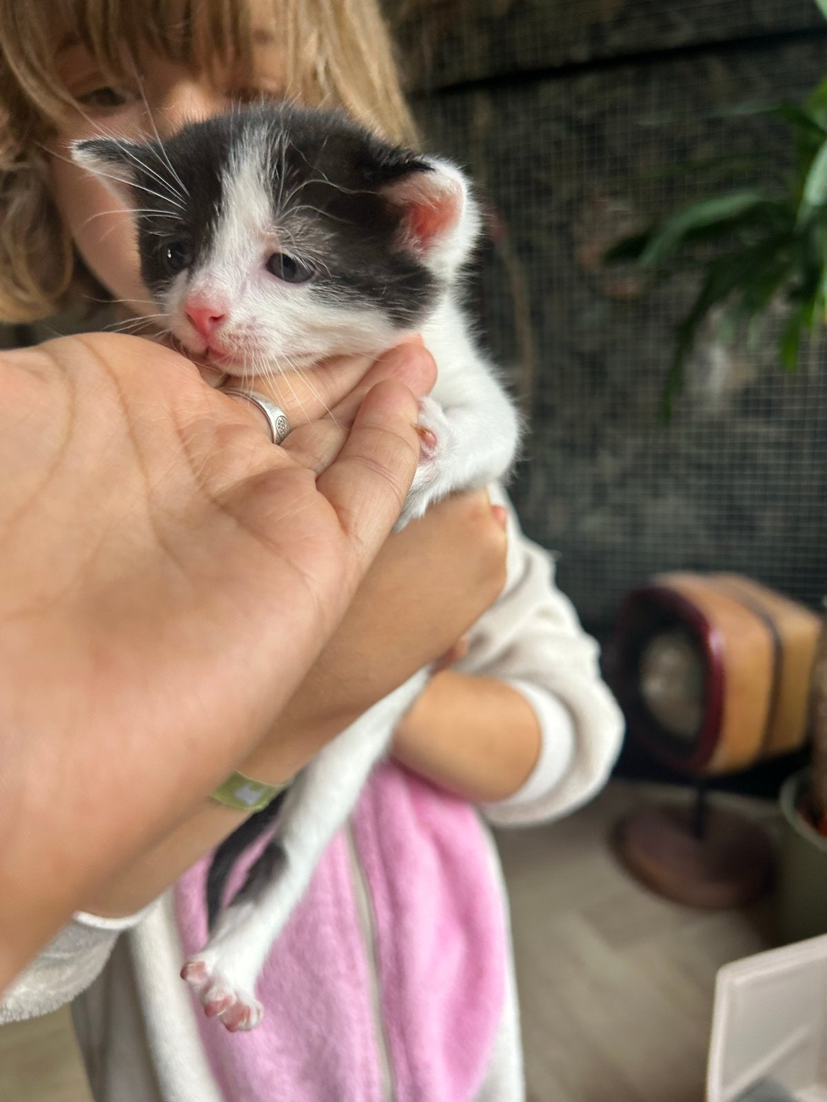 Kittens, Meerdere dieren, Kortharig, 0 tot 2 jaar