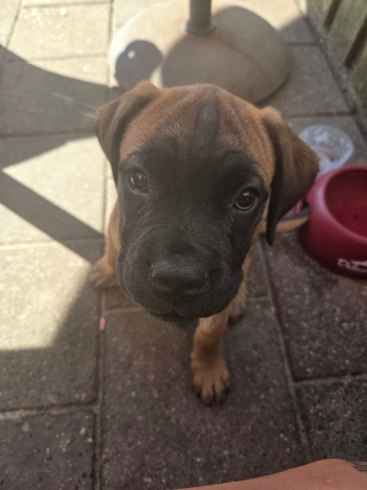 bullmastiff x cane corso! laatste pup, Parvo, 8 tot 15 weken, Eén hond, Nederland