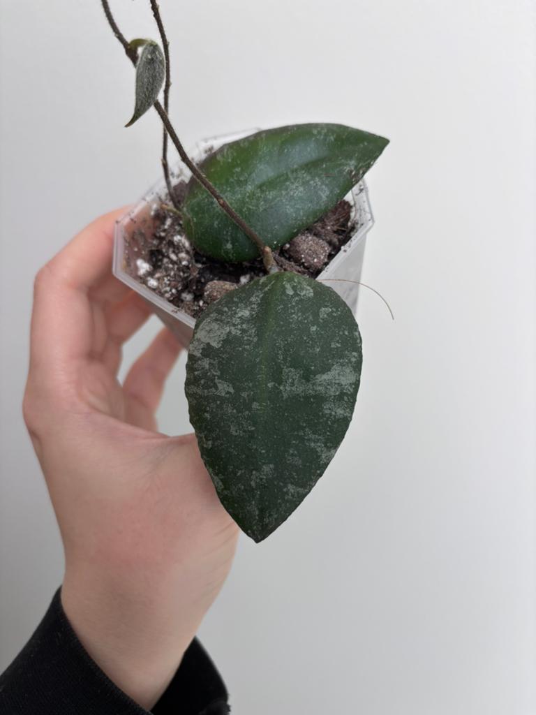 Hoya Caudata Sumatra Silver Stains, Ophalen of Verzenden, In pot, Halfschaduw, Minder dan 100 cm