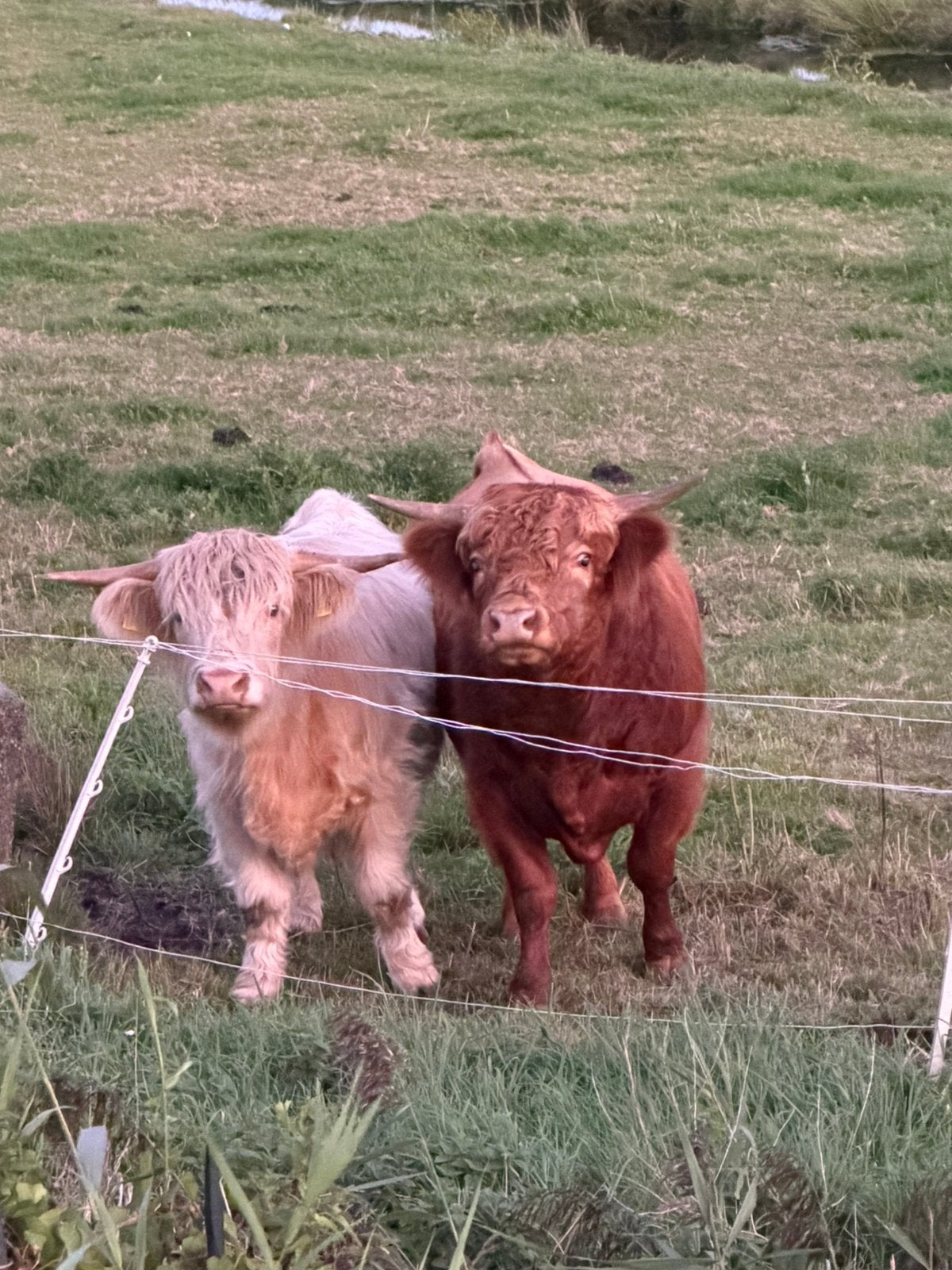 Mini Schotse hooglanders, Dieren en Toebehoren, Runderen, Meerdere dieren, 0 tot 2 jaar