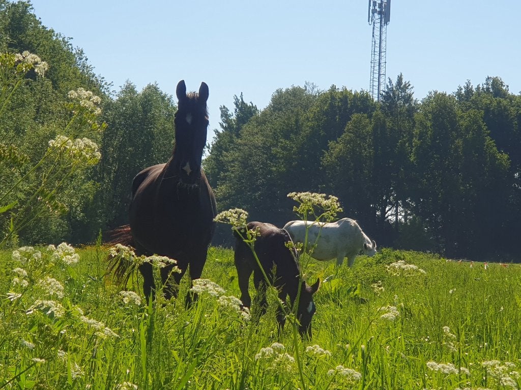 paardenstal vrij, Stalling, 1 paard of pony
