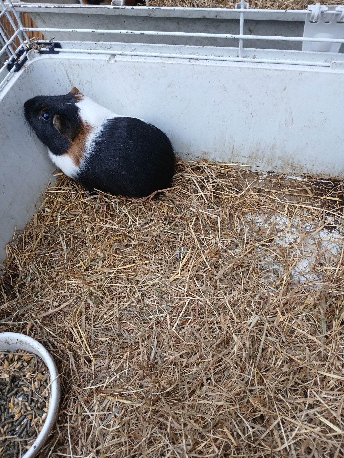 cavia, Dieren en Toebehoren, Augustus, Mannelijk, Cavia