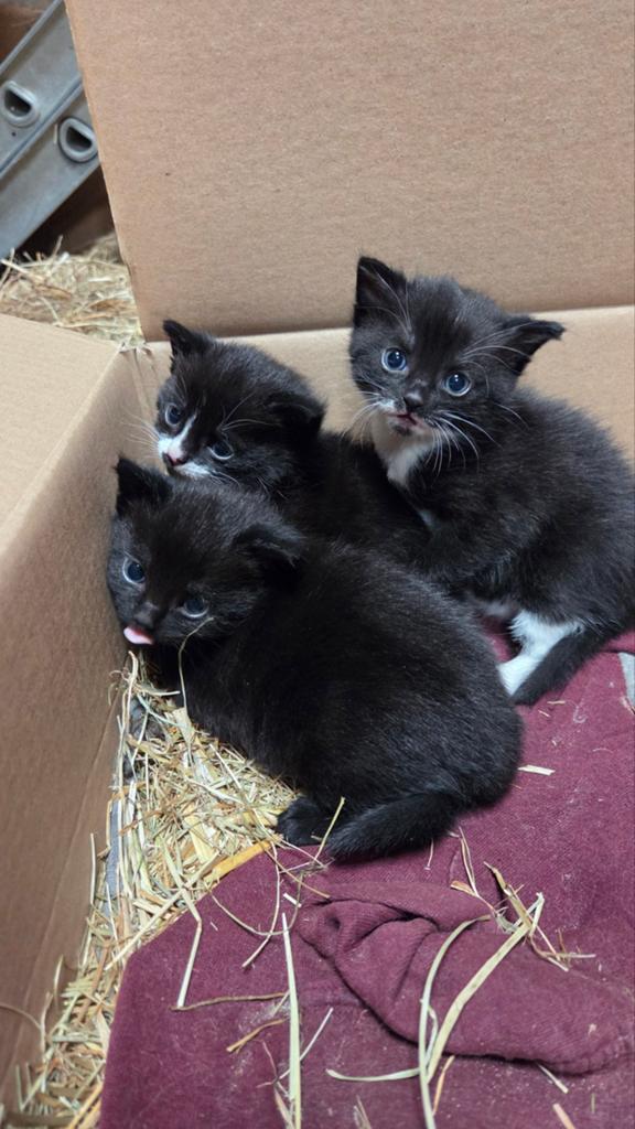 3 zwart/ witte kittens te koop. Poes, kater, kat, Meerdere dieren
