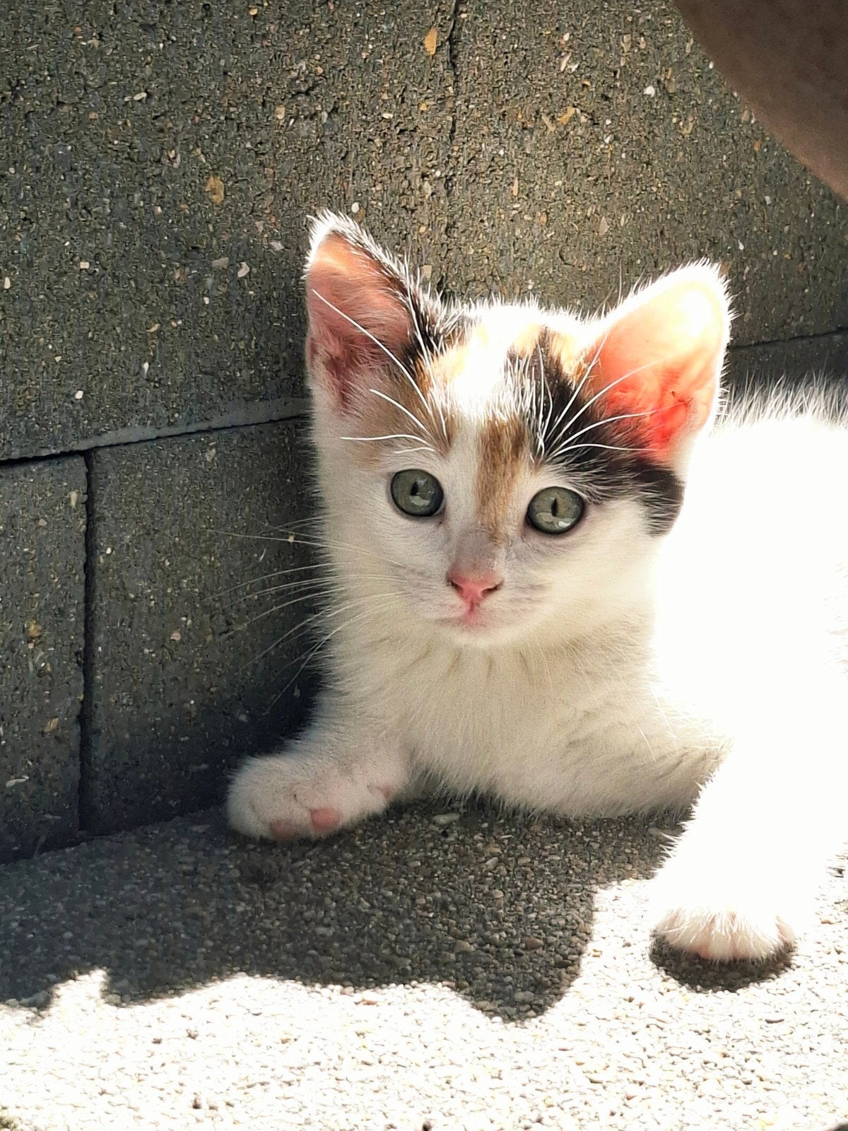 Gesocialiseerde kittens – opgegroeid met kinderen & hond, Dieren en Toebehoren, Meerdere dieren, Kortharig, 0 tot 2 jaar