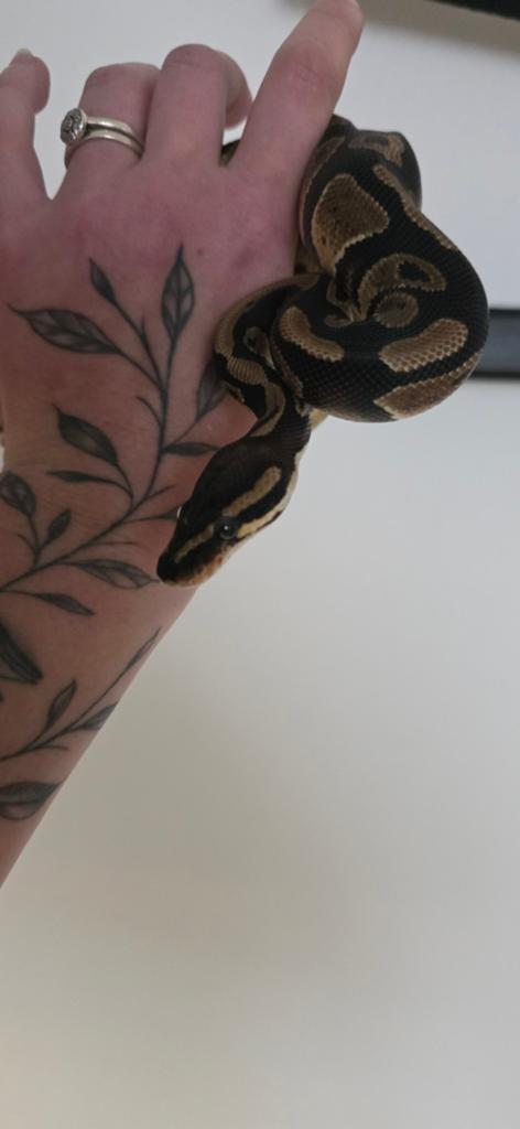 Koningspython  ball python 0.1 66% het pied, Dieren en Toebehoren, Slang, Tam, 0 tot 2 jaar
