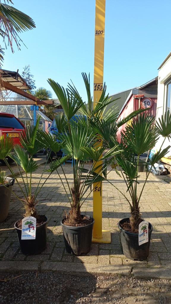 Trachycarpus Wagnerianus, Volle zon, Vaste plant, Bloeit niet, Ophalen