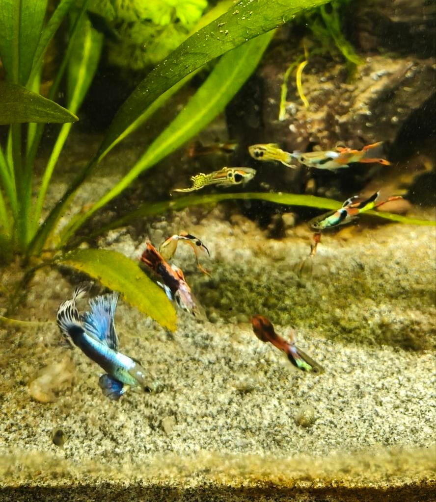 Mannetjes guppy, Ophalen, Plant(en), Steen of Hout