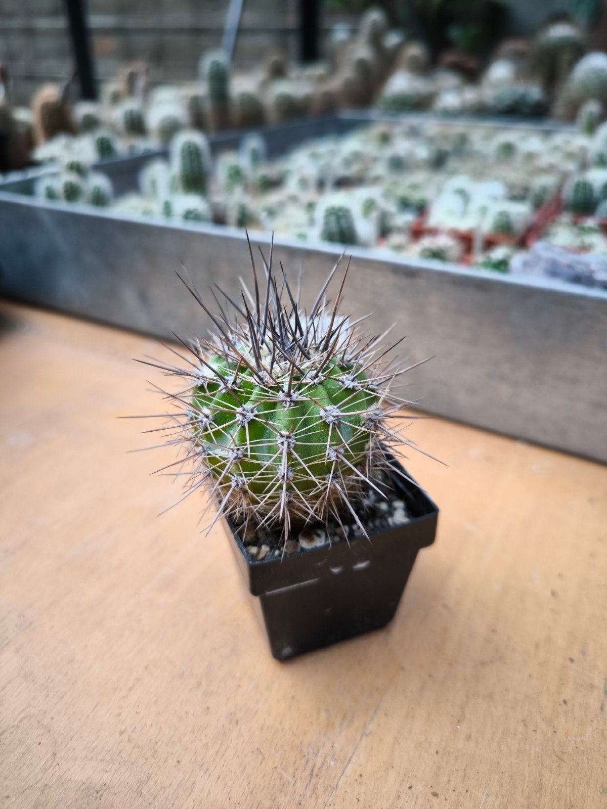 Echinopsis aurea, Ophalen of Verzenden, Volle zon, Minder dan 100 cm