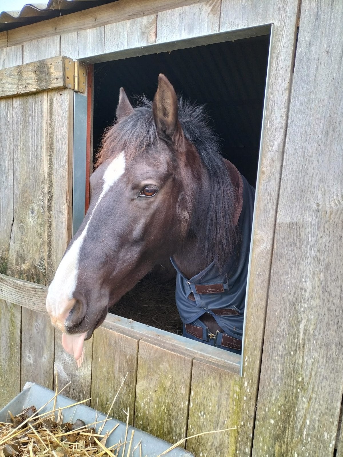 Weidemaatje gezocht, Dieren en Toebehoren, Stalling en Weidegang, Weidegang, 1 paard of pony