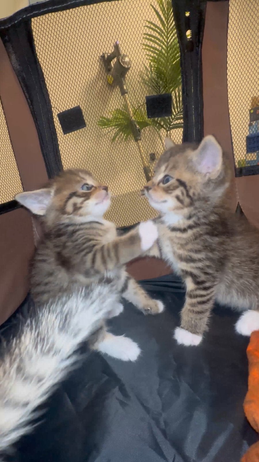 4 lieve kittens zoeken een nieuw thuis, Meerdere dieren, Kortharig, 0 tot 2 jaar