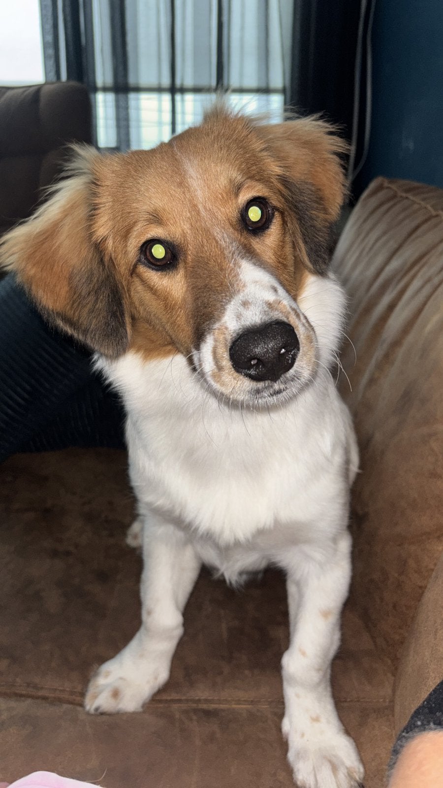 Lieve maylie zoekt een liefdevol en warm huisje, Dieren en Toebehoren, 15 weken tot 1 jaar, Teef, Eén hond, CDV (hondenziekte)