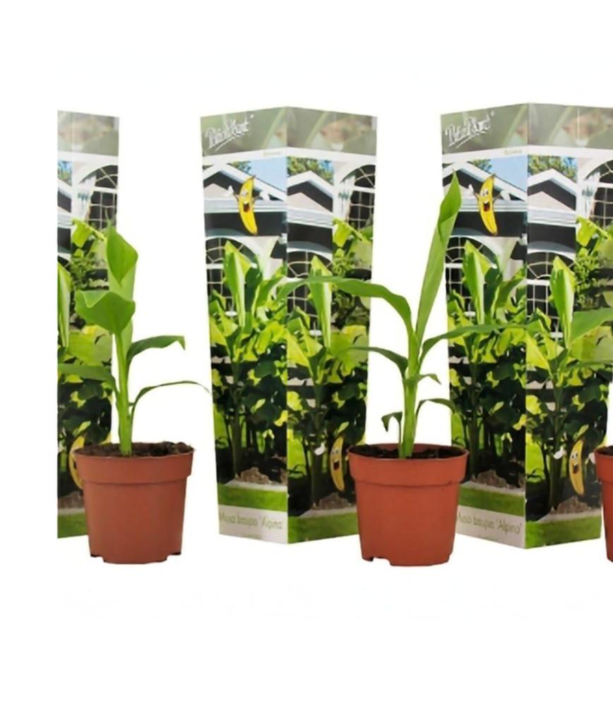3 Winterharde Bananenplanten - Musa Basjoo 'Alpino', Volle zon, Vaste plant, Ophalen of Verzenden, Bloeit niet