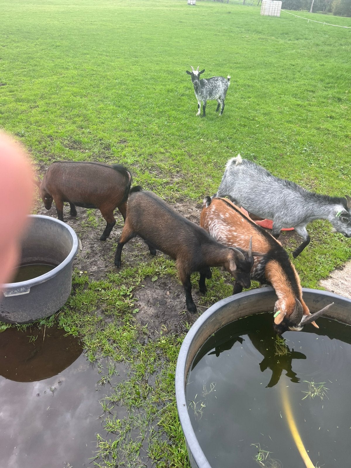 Dwerggeitjes  dwerggeit, Meerdere dieren, Geit