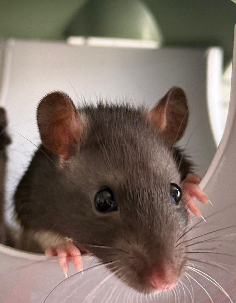 Gezonde vrouwtjes rittens, Dieren en Toebehoren, Knaagdieren, Rat, Maart, Vrouwelijk, Tam