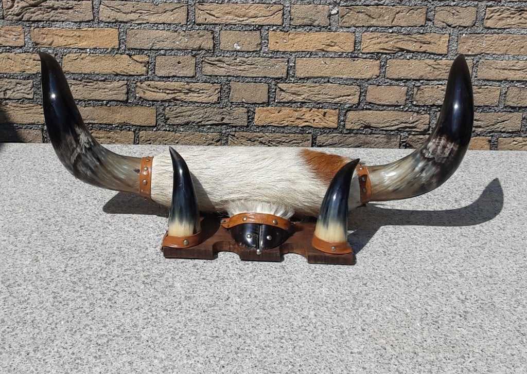 Opgezette stierhoornset van een texas stier, Ophalen of Verzenden, Zo goed als nieuw, Boerderijdier, Opgezet dier