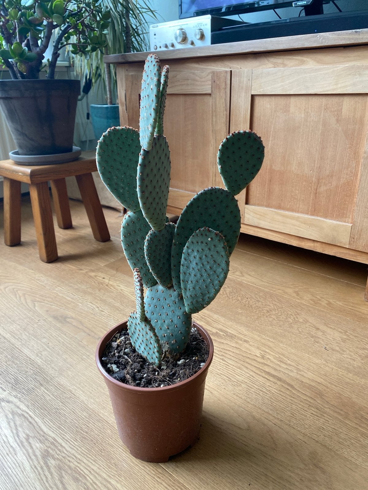 Opuntia Cactus    Gratis, Huis en Inrichting, Ophalen, Minder dan 100 cm, In pot, Cactus