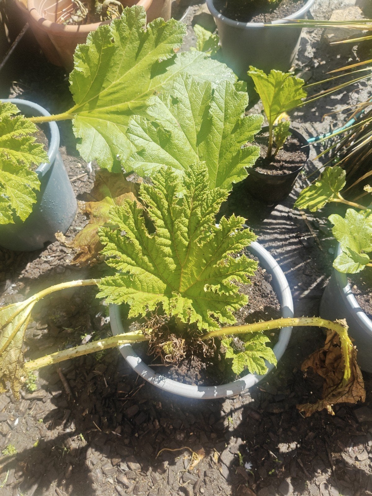 Gunnera manicata x cryptica, Tuin en Terras, Planten | Tuinplanten, Volle zon, Vaste plant, Lente, Ophalen