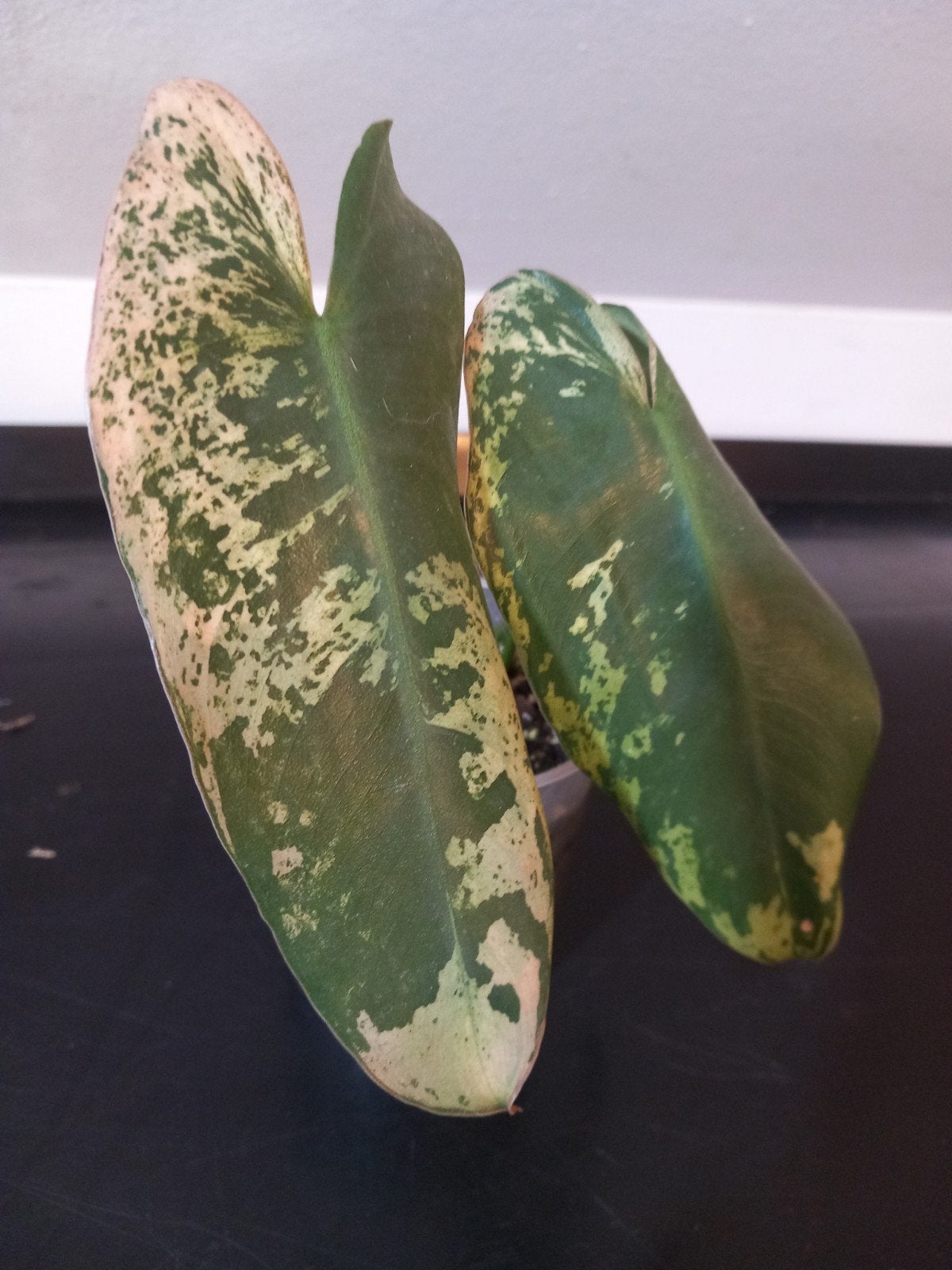 Philodendron Ilsemanii, Huis en Inrichting, Kamerplanten, Ophalen of Verzenden, Halfschaduw, Minder dan 100 cm