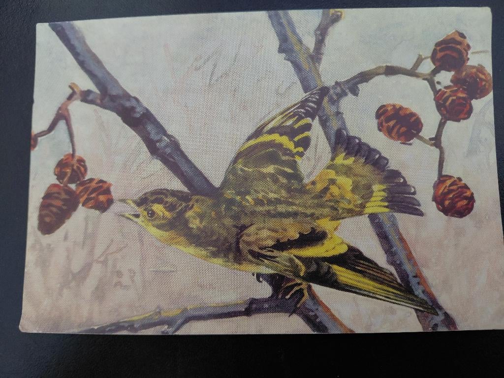 Vogelserie, "Sijsje" Filippus Kampen, met bijbelse tekst,, Verzenden, 1960 tot 1980, Gelopen