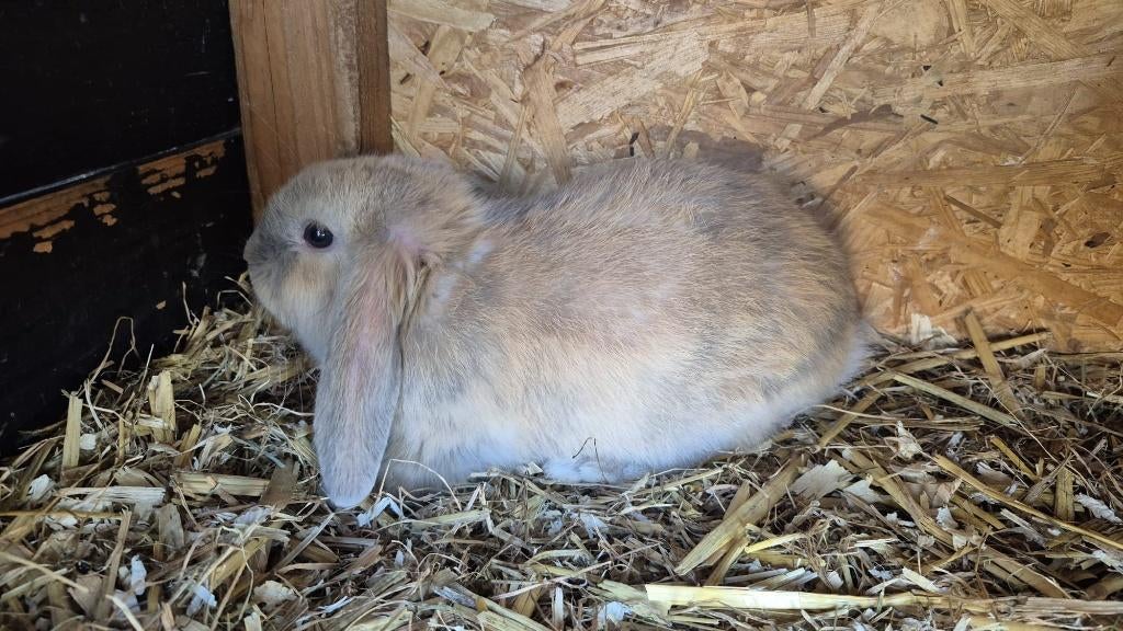Dwerghangoor ram, Dieren en Toebehoren, Konijnen, Mannelijk, Dwerg, Hangoor, 0 tot 2 jaar